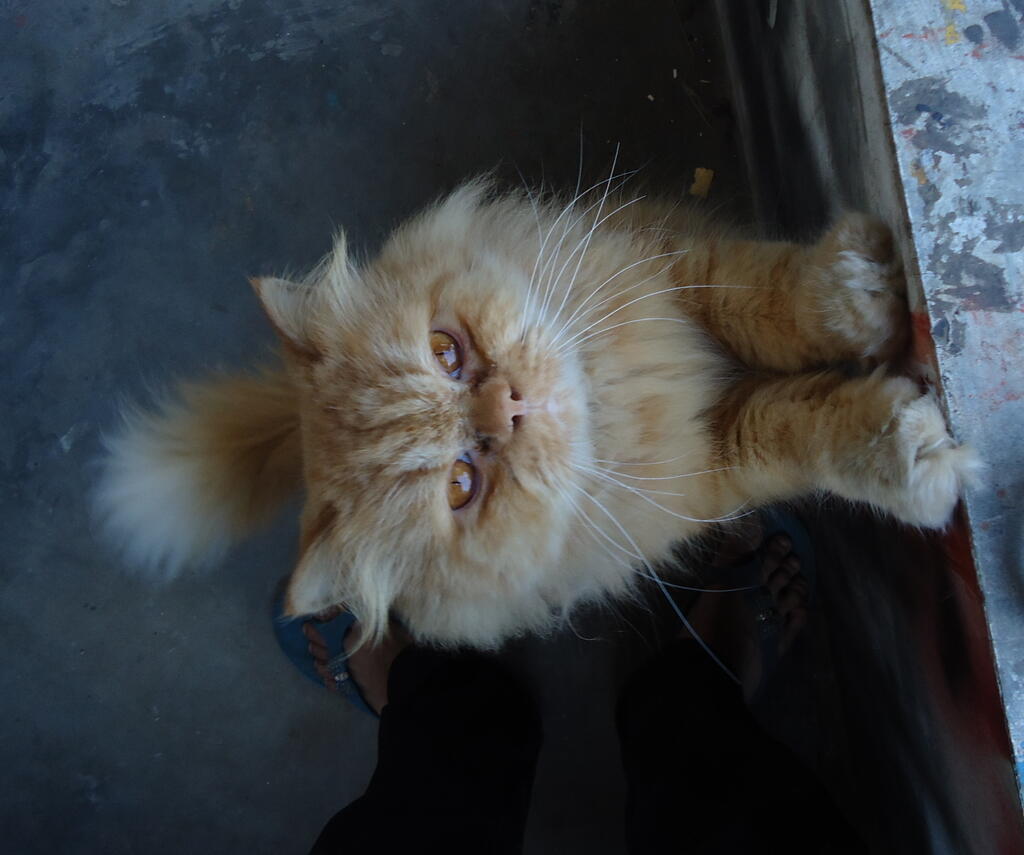 jasa pacak kucing persia murah banget (jatinangor)