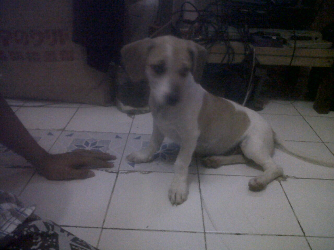 Anjing Kampung Mongrel Mix Breed Campuran Silangan Lover S Part