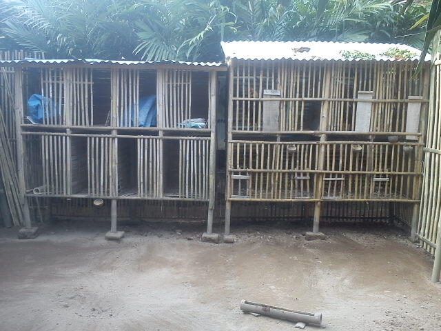 AYAM BANGKOK si CIBLACK by CENDOLISM