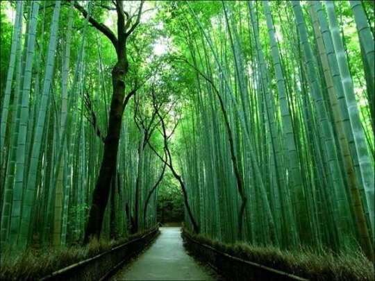 WoOoW . . . Keindahan Hutan Bambu Sagano di Jepang &#91; Pict & Video&#93;