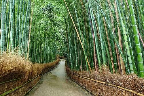 WoOoW . . . Keindahan Hutan Bambu Sagano di Jepang &#91; Pict & Video&#93;