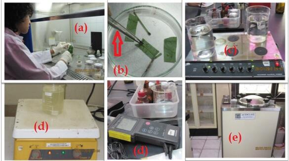 &#91;BIOTEKNOLOGI&#93; Yuk Belajar Teknik Kultur Jaringan bersama Ane