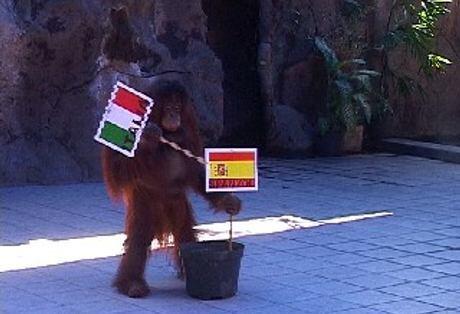 Orang Utan Ramal ITALY JUARA EURO 2012