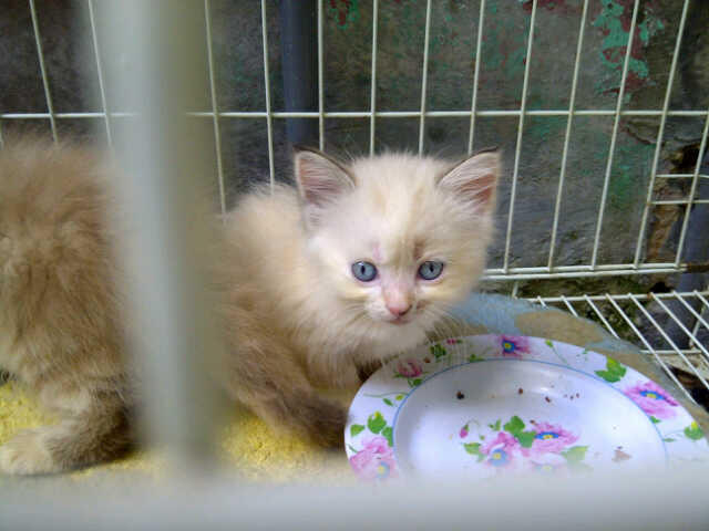 wts kucing persia