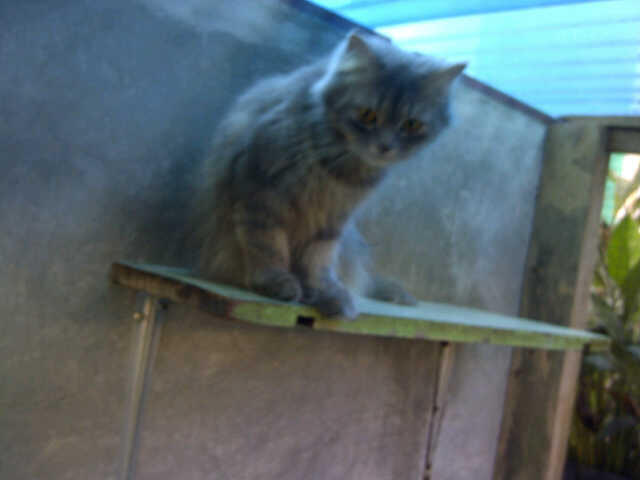 wts kucing persia