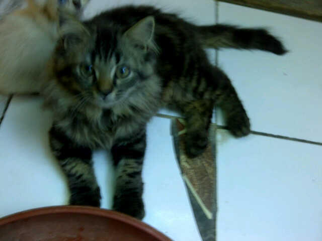 wts kucing persia