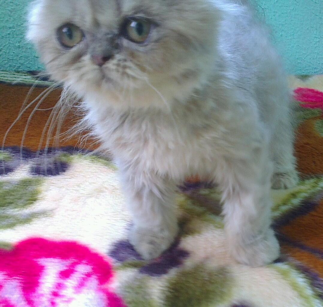 Jual kitten / anakan kucing persia flatnose bandung 