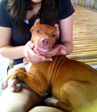 The American Pitbull Lover S Part 4 Page 233 Kaskus