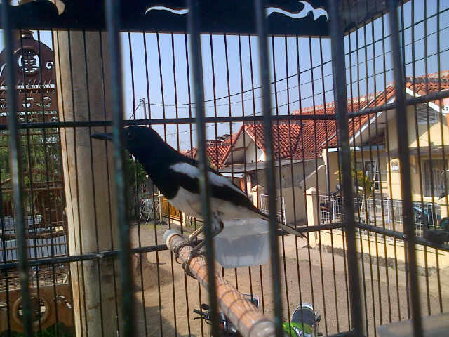 Haur / KACER MEDAN GACOR FULL SIAP TEMPUR