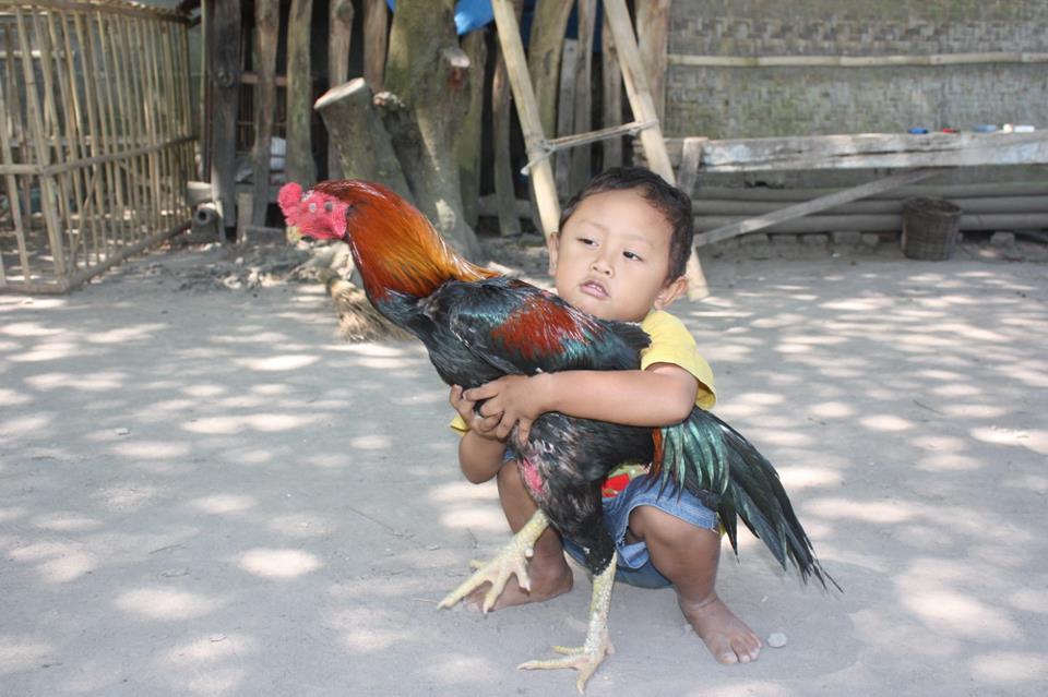 76 Koleksi Gambar Anak Kecil Adu Ayam HD