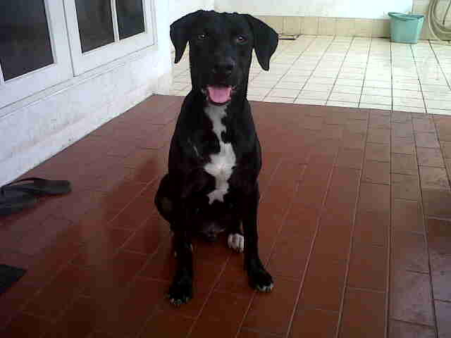 Anjing Kampung Mongrel Mix Breed Campuran Silangan Lover S Part