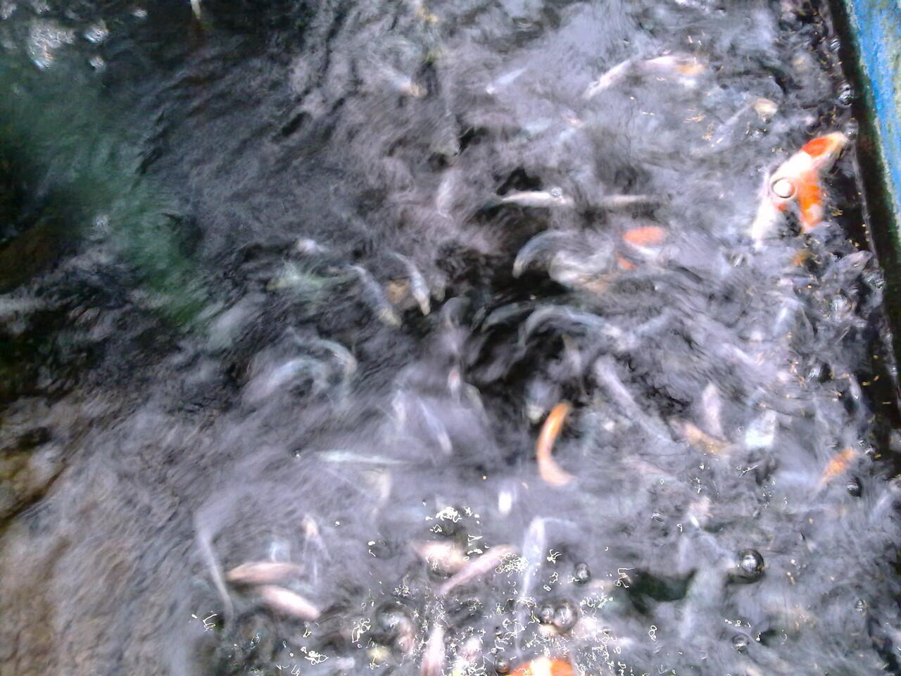 Suplaier ikan hias air tawar TERMURAH masuk gan!!!!
