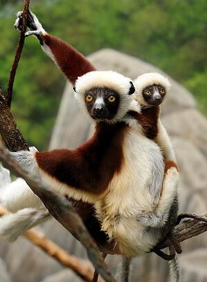 All About The Unique, Funny, and Amazing Animals! &#91;UPDATE&#93;