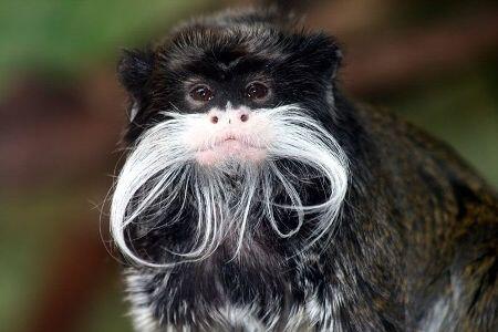 All About The Unique, Funny, and Amazing Animals! &#91;UPDATE&#93;