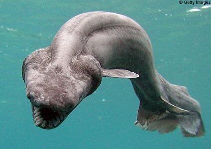 All About The Unique, Funny, and Amazing Animals! &#91;UPDATE&#93;