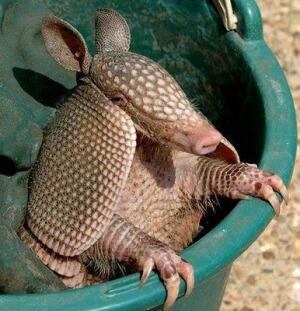 All About The Unique, Funny, and Amazing Animals! &#91;UPDATE&#93;