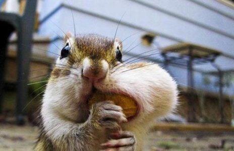 All About The Unique, Funny, and Amazing Animals! &#91;UPDATE&#93;