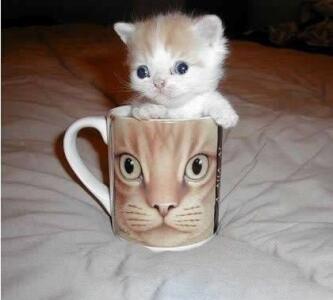 All About The Unique, Funny, and Amazing Animals! &#91;UPDATE&#93;