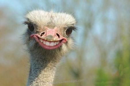 All About The Unique, Funny, and Amazing Animals! &#91;UPDATE&#93;