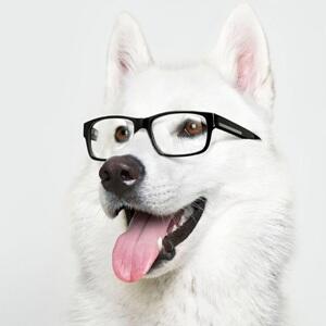 All About The Unique, Funny, and Amazing Animals! &#91;UPDATE&#93;