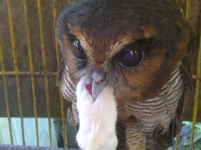 Thread Khusus Burung Hantu Owl Kaskus Part 4 Page 87 Kaskus