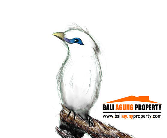 440+ Sketsa Gambar Burung Jalak Bali Gratis