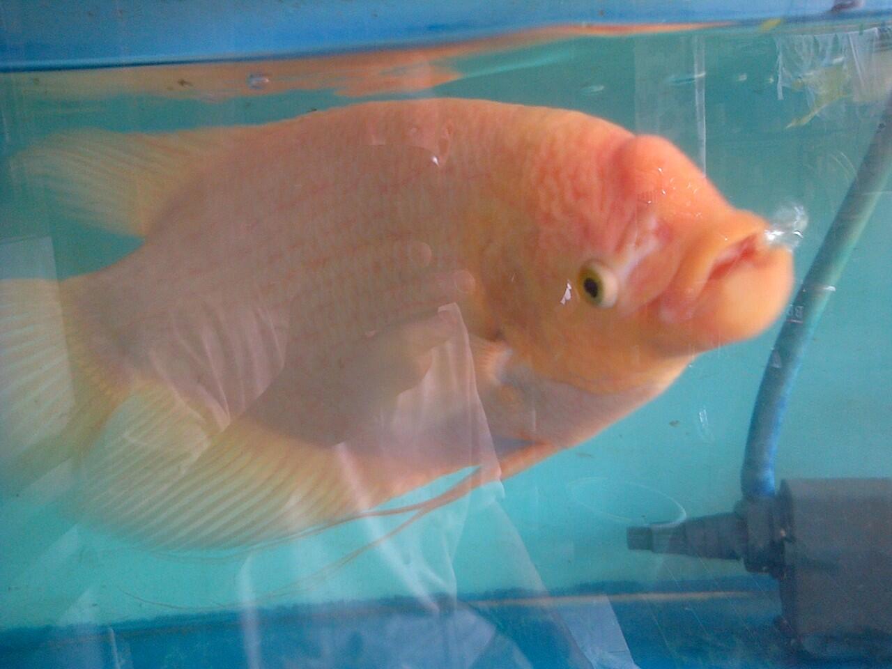 Ikan Gurame Padang indukan jantan