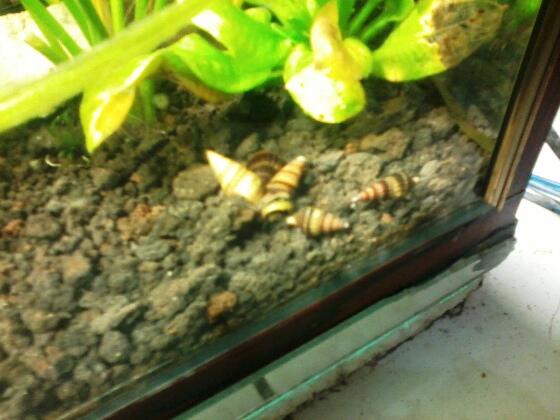 Assasin snail..