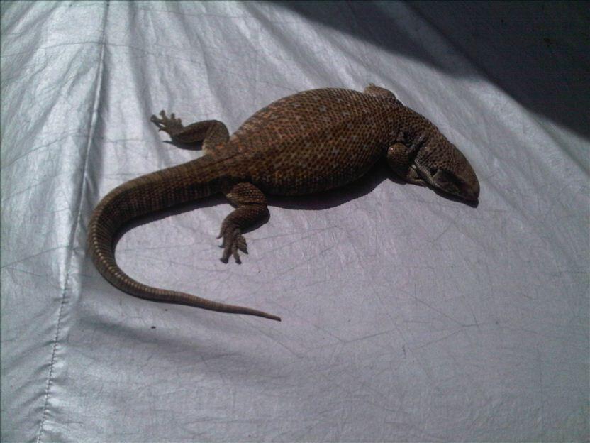 SAVMON (SAVANNAH MONITOR) 70CM Female mantap Mulus