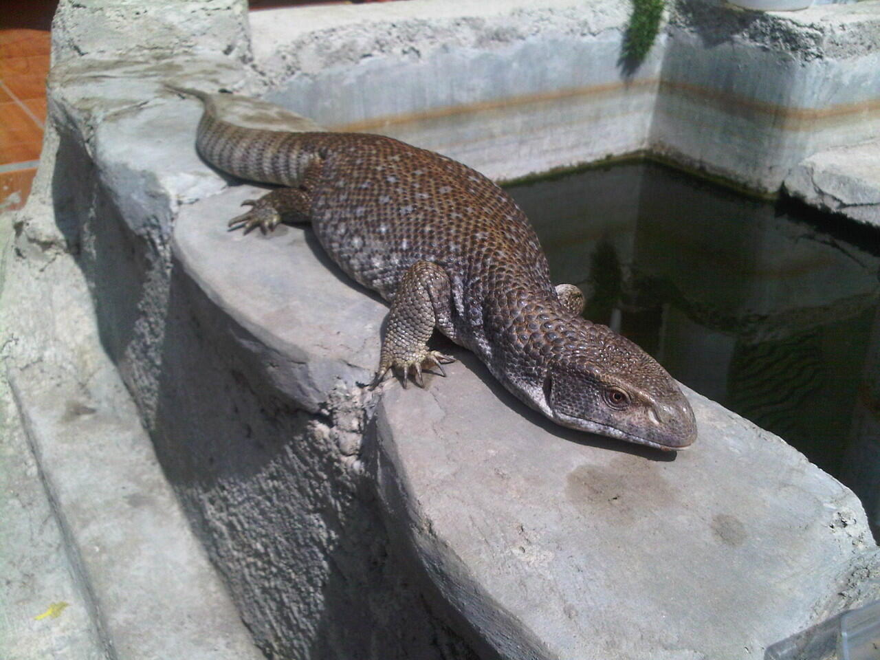 SAVMON (SAVANNAH MONITOR) 70CM Female mantap Mulus