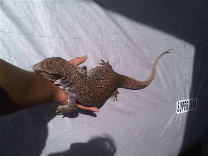 SAVMON (SAVANNAH MONITOR) 70CM Female mantap Mulus