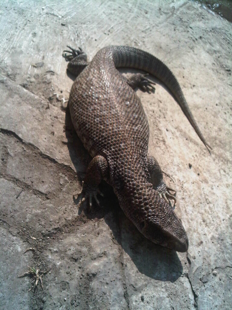 SAVMON (SAVANNAH MONITOR) 70CM Female mantap Mulus