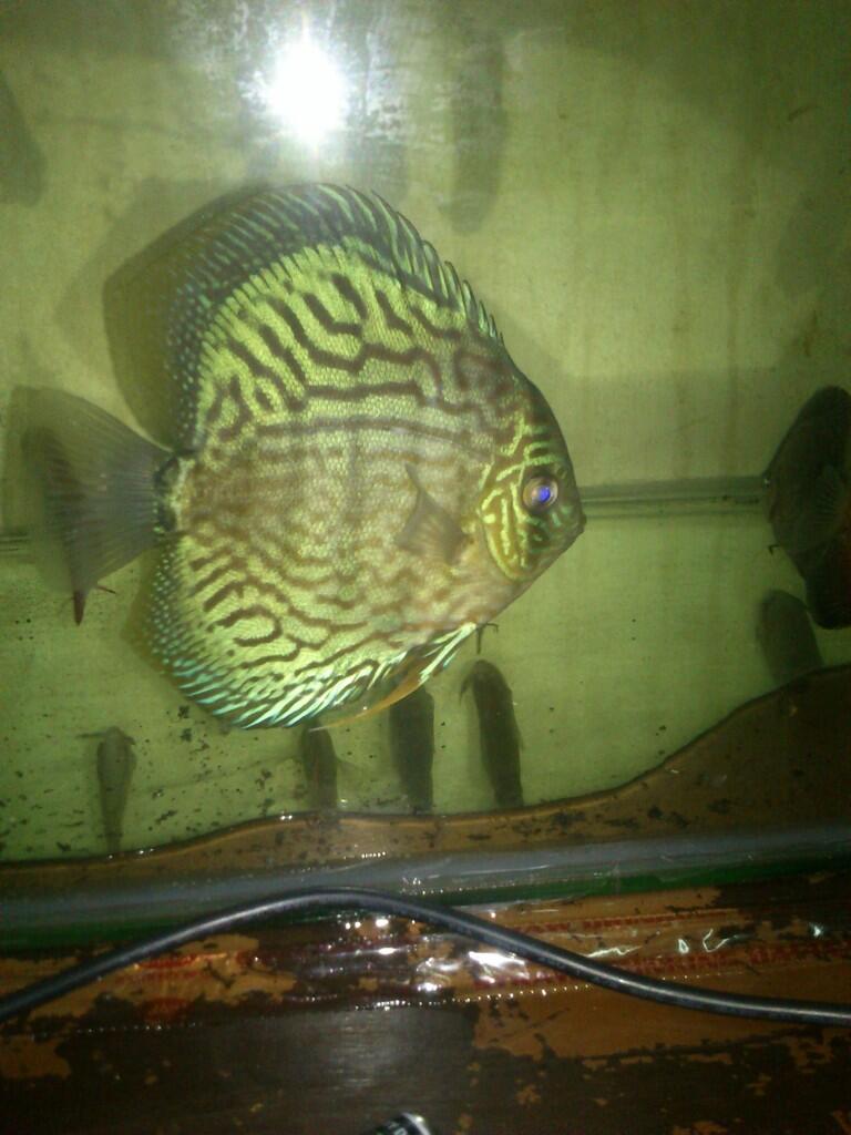 Jual Ikan DIscus Depok