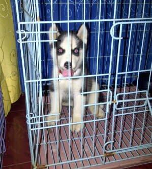 JUAL! Siberian Husky 3month