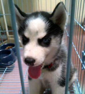 JUAL! Siberian Husky 3month