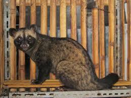 Musang Pandan