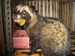 Musang Pandan