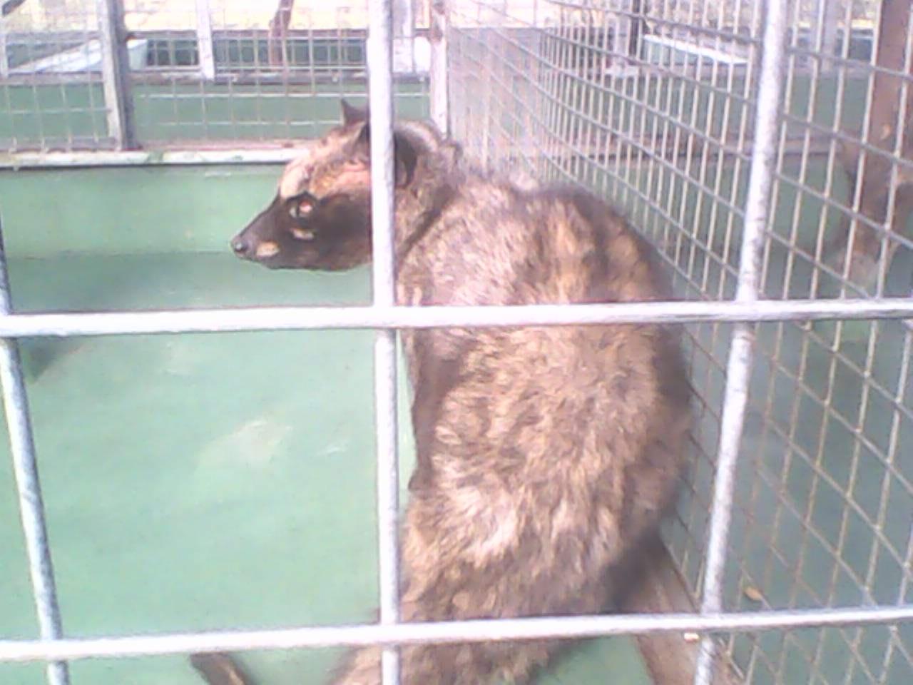 Musang Pandan