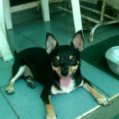 Anjing Rass Chihuahua Jantan Lucuu