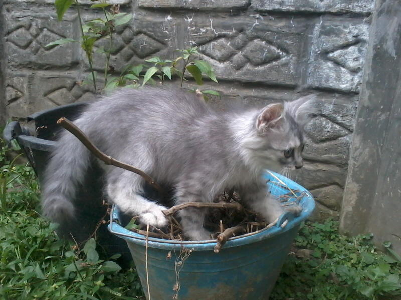 jual perisa bandung murah