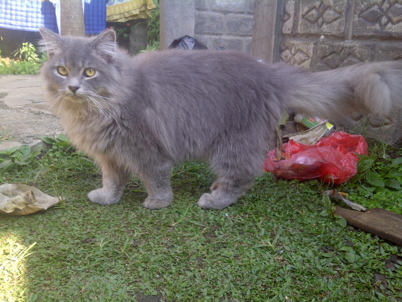 jual perisa bandung murah