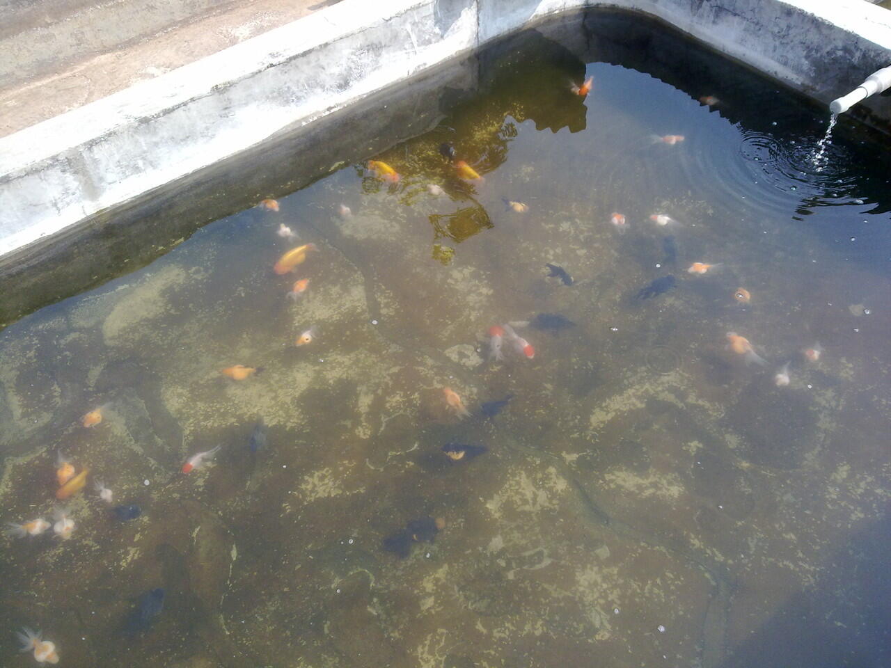 Suplaier ikan hias air tawar TERMURAH masuk gan!!!!