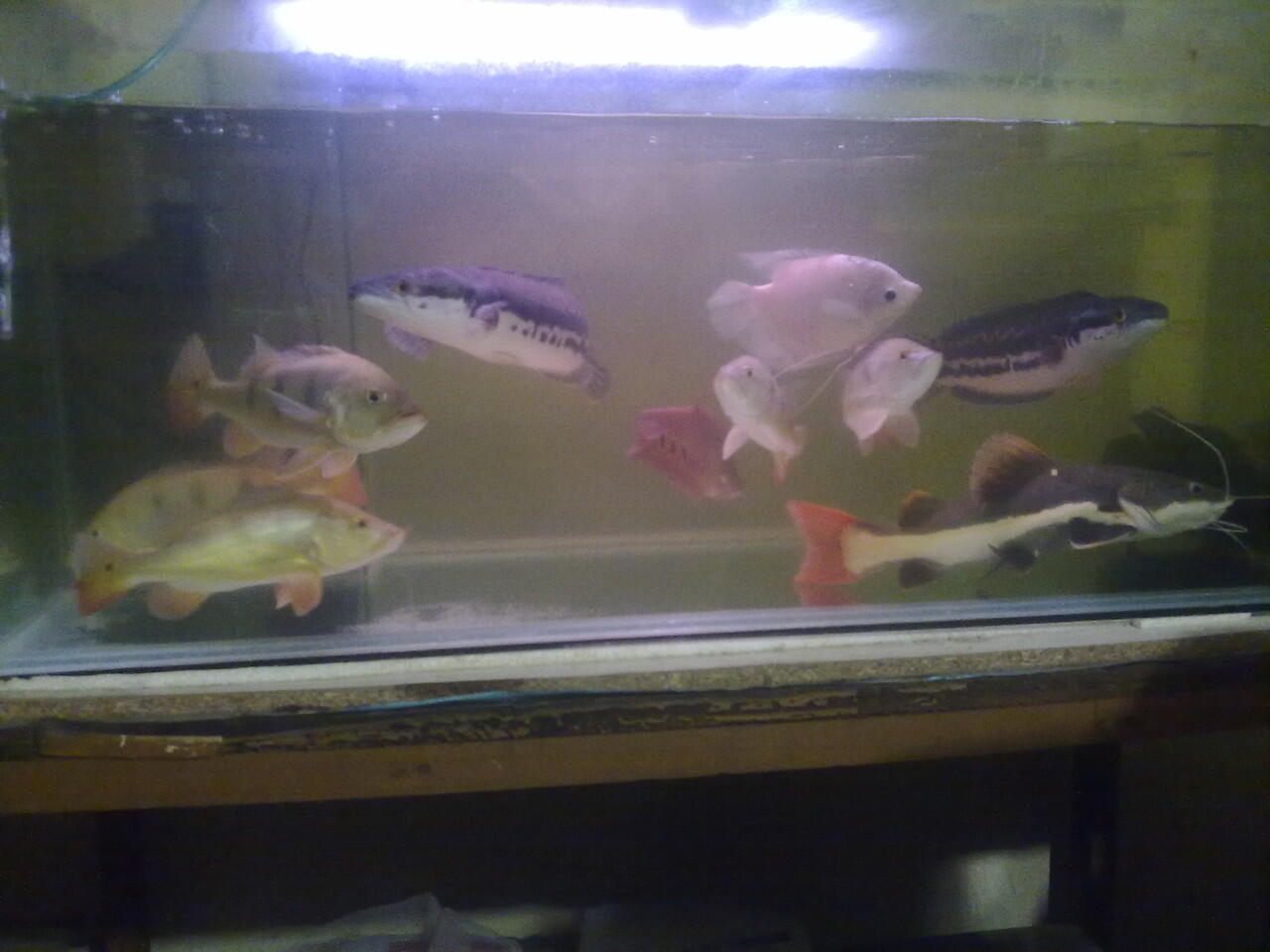 Suplaier ikan hias air tawar TERMURAH masuk gan!!!!