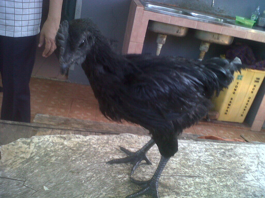 sepasang ayam cemani