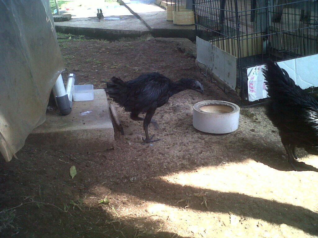 sepasang ayam cemani