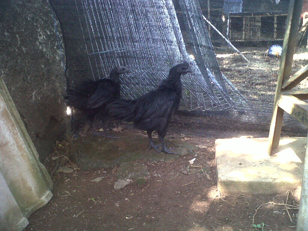 sepasang ayam cemani