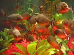 anakan piranha red belly