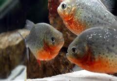 anakan piranha red belly