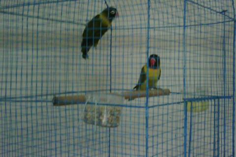 LB---LOVEBIRD siapan... murahhhhh---LB