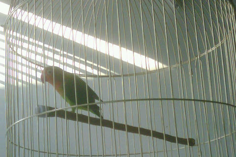 LB---LOVEBIRD siapan... murahhhhh---LB